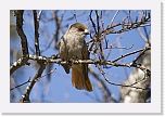 kuukkeli siberian jay * 1000 x 666 * (446KB)